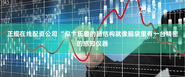 正规在线配资公司 “似卞氏兽的脑结构就像脑袋里有一台精密的感知仪器